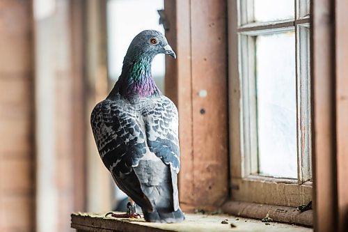 MIKAELA MACKENZIE / WINNIPEG FREE PRESS

Racing pigeons at VV Loft in Winnipeg on Saturday, Nov. 20, 2021. For Ben Waldman story.
Winnipeg Free Press 2021.