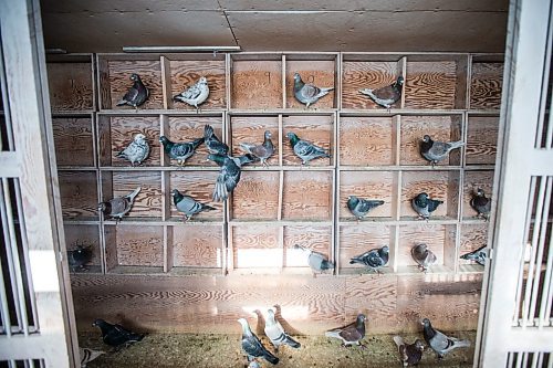 MIKAELA MACKENZIE / WINNIPEG FREE PRESS

Racing pigeons at VV Loft in Winnipeg on Saturday, Nov. 20, 2021. For Ben Waldman story.
Winnipeg Free Press 2021.