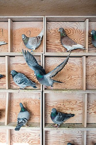 MIKAELA MACKENZIE / WINNIPEG FREE PRESS

Racing pigeons at VV Loft in Winnipeg on Saturday, Nov. 20, 2021. For Ben Waldman story.
Winnipeg Free Press 2021.