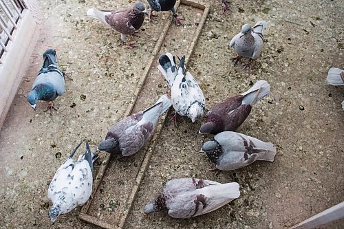 MIKAELA MACKENZIE / WINNIPEG FREE PRESS

Racing pigeons at VV Loft in Winnipeg on Saturday, Nov. 20, 2021. For Ben Waldman story.
Winnipeg Free Press 2021.