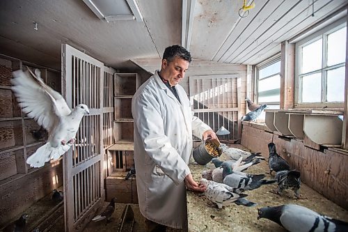 MIKAELA MACKENZIE / WINNIPEG FREE PRESS

Bill Voulgaris feeds the racing pigeons at VV Loft in Winnipeg on Saturday, Nov. 20, 2021. For Ben Waldman story.
Winnipeg Free Press 2021.