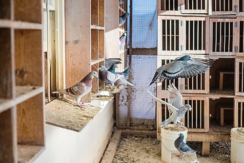 MIKAELA MACKENZIE / WINNIPEG FREE PRESS

Racing pigeons at VV Loft in Winnipeg on Saturday, Nov. 20, 2021. For Ben Waldman story.
Winnipeg Free Press 2021.