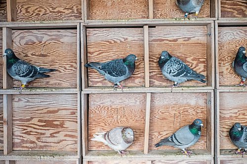 MIKAELA MACKENZIE / WINNIPEG FREE PRESS

Racing pigeons at VV Loft in Winnipeg on Saturday, Nov. 20, 2021. For Ben Waldman story.
Winnipeg Free Press 2021.