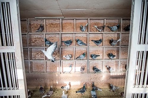 MIKAELA MACKENZIE / WINNIPEG FREE PRESS

Racing pigeons at VV Loft in Winnipeg on Saturday, Nov. 20, 2021. For Ben Waldman story.
Winnipeg Free Press 2021.