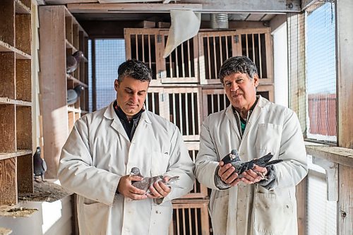 MIKAELA MACKENZIE / WINNIPEG FREE PRESS

Bill Voulgaris (left) and Ken Van Walleghem pose for a portrait with their racing pigeons at VV Loft in Winnipeg on Saturday, Nov. 20, 2021. For Ben Waldman story.
Winnipeg Free Press 2021.