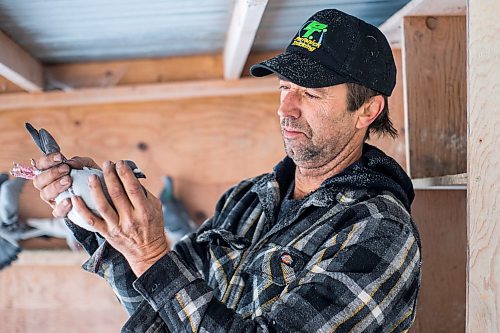 MIKAELA MACKENZIE / WINNIPEG FREE PRESS

Joe Belchior poses for a portrait with a racing pigeon in his loft on his property near Woodlands, Manitoba on Saturday, Nov. 20, 2021. For Ben Waldman story.
Winnipeg Free Press 2021.