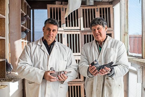 MIKAELA MACKENZIE / WINNIPEG FREE PRESS

Bill Voulgaris (left) and Ken Van Walleghem pose for a portrait with their racing pigeons at VV Loft in Winnipeg on Saturday, Nov. 20, 2021. For Ben Waldman story.
Winnipeg Free Press 2021.