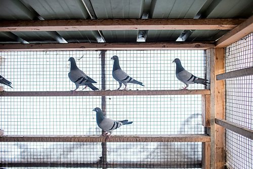 MIKAELA MACKENZIE / WINNIPEG FREE PRESS

Joe Belchior's racing pigeon loft on his property near Woodlands, Manitoba on Saturday, Nov. 20, 2021. For Ben Waldman story.
Winnipeg Free Press 2021.