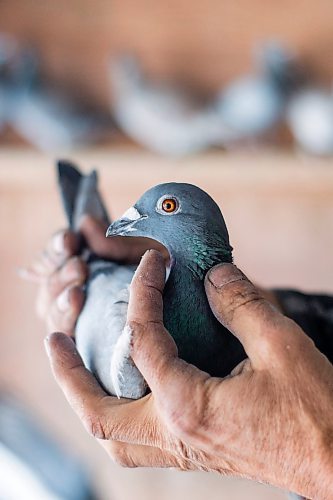 MIKAELA MACKENZIE / WINNIPEG FREE PRESS

Joe Belchior poses for a portrait with a racing pigeon in his loft on his property near Woodlands, Manitoba on Saturday, Nov. 20, 2021. For Ben Waldman story.
Winnipeg Free Press 2021.