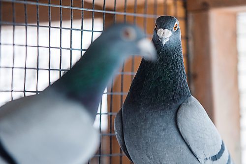 MIKAELA MACKENZIE / WINNIPEG FREE PRESS

Joe Belchior's racing pigeon loft on his property near Woodlands, Manitoba on Saturday, Nov. 20, 2021. For Ben Waldman story.
Winnipeg Free Press 2021.