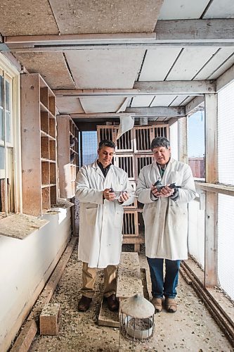 MIKAELA MACKENZIE / WINNIPEG FREE PRESS

Bill Voulgaris (left) and Ken Van Walleghem pose for a portrait with their racing pigeons at VV Loft in Winnipeg on Saturday, Nov. 20, 2021. For Ben Waldman story.
Winnipeg Free Press 2021.