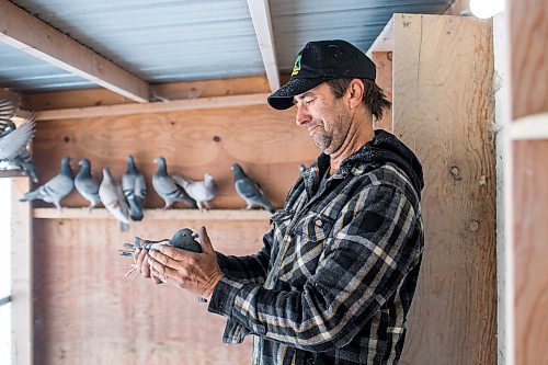 MIKAELA MACKENZIE / WINNIPEG FREE PRESS

Joe Belchior poses for a portrait with a racing pigeon in his loft on his property near Woodlands, Manitoba on Saturday, Nov. 20, 2021. For Ben Waldman story.
Winnipeg Free Press 2021.