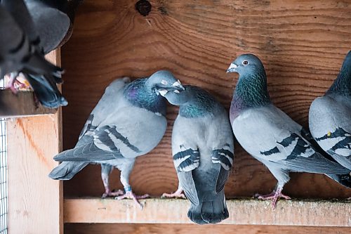 MIKAELA MACKENZIE / WINNIPEG FREE PRESS

Joe Belchior's racing pigeon loft on his property near Woodlands, Manitoba on Saturday, Nov. 20, 2021. For Ben Waldman story.
Winnipeg Free Press 2021.