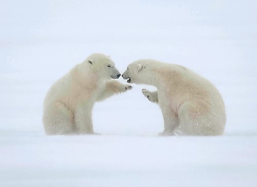 JESSICA LEE / WINNIPEG FREE PRESS



Two polar bears touch noses on November 20, 2021 in Churchill, Manitoba.



Reporter: Sarah