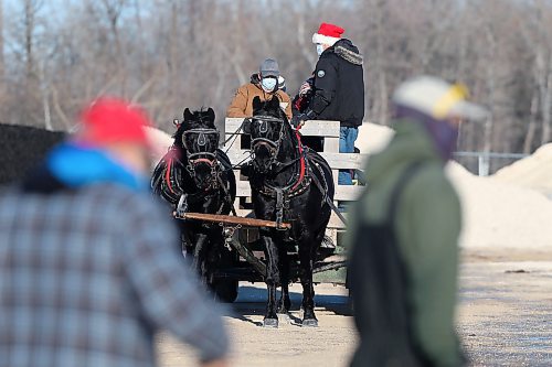 SHANNON VANRAES / WINNIPEG FREE PRESS
Craig Gardner and his horse team&#x2014;Tom and Jerry&#x2014;pull a wagon of delighted kids through Ron Paul Garden Centre on November 27, 2021. Ray DuBois owns the garden centre and wasn&#x2019;t sure he&#x2019;d be able to offer sleigh rides this year, but Gardner stepped in at the last minute after learning about an online post searching for a replacement horse team and driver. &#x201c;It was really just the spirit of Christmas coming through,&#x201d; DuBois said.