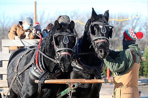 SHANNON VANRAES / WINNIPEG FREE PRESS
Craig Gardner and his horse team&#x2014;Tom and Jerry&#x2014;prepare to pull a wagon of delighted kids through Ron Paul Garden Centre on November 27, 2021. Ray DuBois owns the garden centre and wasn&#x2019;t sure he&#x2019;d be able to offer sleigh rides this year, but Gardner stepped in at the last minute after learning about an online post searching for a replacement horse team and driver. &#x201c;It was really just the spirit of Christmas coming through,&#x201d; DuBois said.