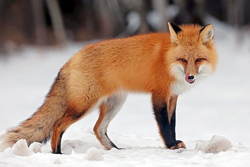 Brandon Sun 30112021

A Red Fox eats food thrown to it by a passing motorist, an illegal act in  national park, in Wasagaming at Riding Mountain National Park on Tuesday. 

(Tim Smith/The Brandon Sun)