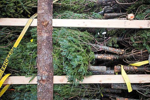 MIKAELA MACKENZIE / WINNIPEG FREE PRESS

A trailer with approximately 250 trees from Nova Scotia at Pete's Trees in Winnipeg on Friday, Dec. 3, 2021. For Martin Cash story.
Winnipeg Free Press 2021.