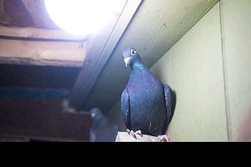 MIKAELA MACKENZIE / WINNIPEG FREE PRESS

The Team Reyes racing pigeon loft in Winnipeg on Friday, Nov. 26, 2021. For Ben Waldman story.
Winnipeg Free Press 2021.