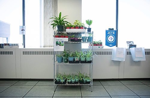 JESSICA LEE / WINNIPEG FREE PRESS

Plants are displayed at the Winnipeg Free Press office building for their silent auction, plant sale and book sale on December 3, 2021.













