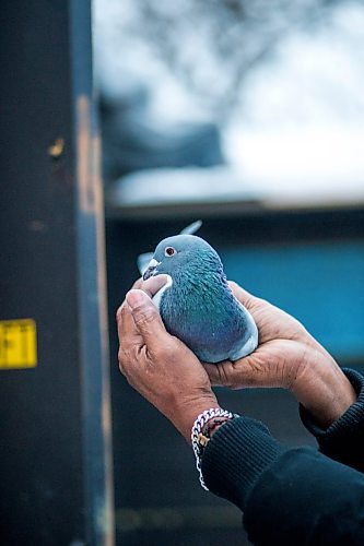 MIKAELA MACKENZIE / WINNIPEG FREE PRESS

Alan Reyes poses for a portrait with a racing pigeon at the Team Reyes loft in Winnipeg on Friday, Nov. 26, 2021. For Ben Waldman story.
Winnipeg Free Press 2021.