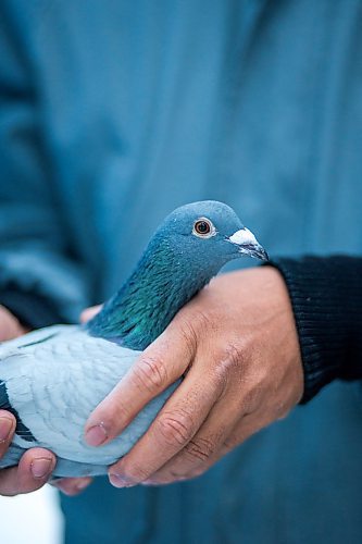 MIKAELA MACKENZIE / WINNIPEG FREE PRESS

Angelo Reyes poses for a portrait with a racing pigeon at the Team Reyes loft in Winnipeg on Friday, Nov. 26, 2021. For Ben Waldman story.
Winnipeg Free Press 2021.