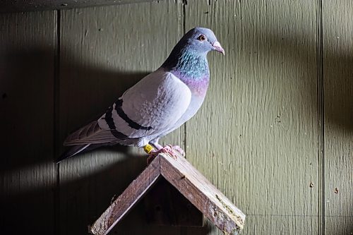 MIKAELA MACKENZIE / WINNIPEG FREE PRESS

The Team Reyes racing pigeon loft in Winnipeg on Friday, Nov. 26, 2021. For Ben Waldman story.
Winnipeg Free Press 2021.