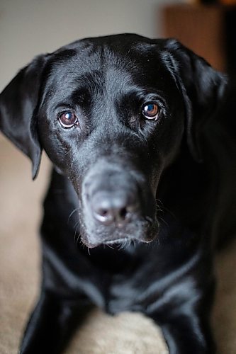 Daniel Crump / Winnipeg Free Press. Veronika Kanya&#x573; guide dog Apache. Kanya has had Apache for approximately two years. December 8, 2021.