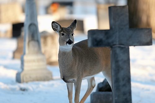 SHANNON VANRAES / WINNIPEG FREE PRESS
A deer wanders through St. James Cemetery, looking for grass and shrubbery to eat, on December 9, 2021.