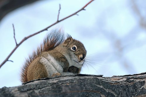SHANNON VANRAES / WINNIPEG FREE PRESS
A well insulated squirrel keeps a watchful eye on garbage cans below at Assiniboine Park on December 9, 2021.