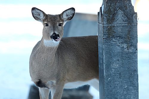 SHANNON VANRAES / WINNIPEG FREE PRESS
A deer wanders through St. James Cemetery, looking for grass and shrubbery to eat, on December 9, 2021.