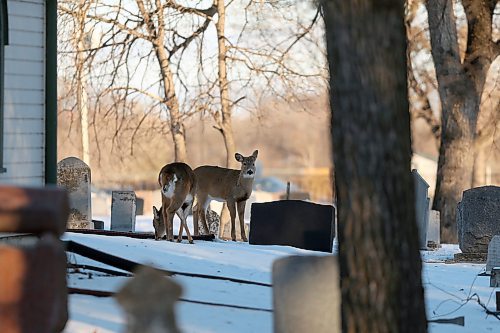 SHANNON VANRAES / WINNIPEG FREE PRESS
Deer wander through St. James Cemetery, looking for grass and shrubbery to eat, on December 9, 2021.