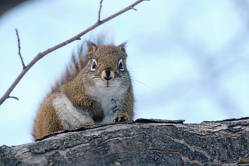 SHANNON VANRAES / WINNIPEG FREE PRESS
A well insulated squirrel keeps a watchful eye on garbage cans below at Assiniboine Park on December 9, 2021.