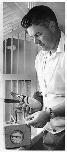 WINNIPEG FREE PRESS

Omer Van Walleghem, vice-president of the Norwood Pigeon Racing Association, takes the registered rubber band off a pigeon's foot after a race. 
1961