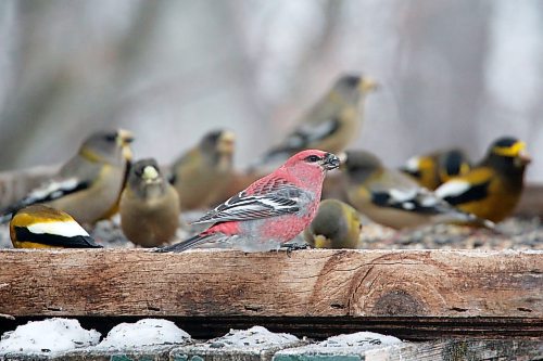 Brandon Sun 22122021

Evening Grosbeak's and a Pine Grosbeak dine at a feeder outside the home of Ken and Rae Kingdon in Onanole during the day of the annual Riding Mountain Christmas Bird Count on December 15th.   (Tim Smith/The Brandon Sun)
