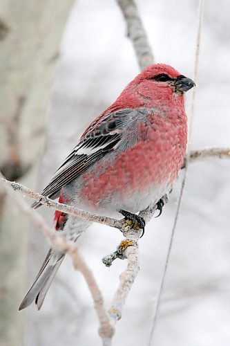 Brandon Sun 22122021

A Pine Grosbeak perches in a tree outside the home of Ken and Rae Kingdon in Onanole during the day of the annual Riding Mountain Christmas Bird Count on December 15th.   (Tim Smith/The Brandon Sun)