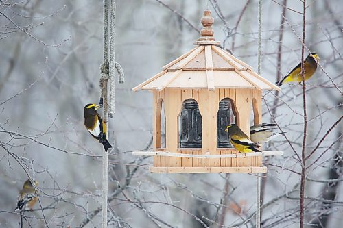 Brandon Sun 22122021

Evening Grosbeak's dine at a feeder outside the home of Ken and Rae Kingdon in Onanole during the day of the annual Riding Mountain Christmas Bird Count on December 15th.   (Tim Smith/The Brandon Sun)