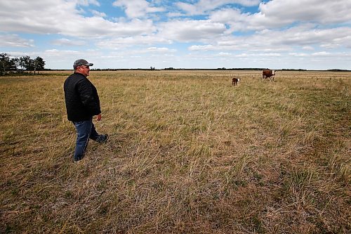 JOHN WOODS / WINNIPEG FREE PRESS

Tom Johnson, a cattle farmer, tends to his cattle on his farm near Oak Point north of Winnipeg Tuesday, July 6, 2021. Johnson and other farmers north of Winnipeg are experiencing draught conditions.



Reporter: Pindera