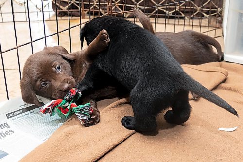 Puppies at the Brandon Humane Society play with toys donated to the shelter on Christmas Day. Volunteers at the shelter cooked around 65 special holiday meals for the animals. (Chelsea Kemp/The Brandon Sun)