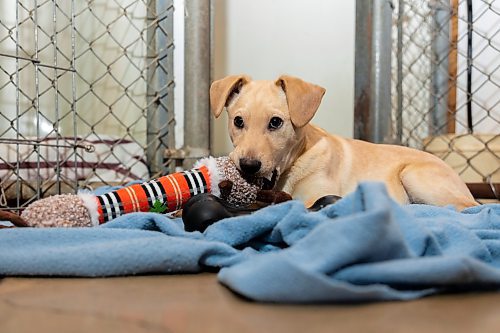 Puppies at the Brandon Humane Society play with toys donated to the shelter on Christmas Day. Volunteers at the shelter cooked around 65 special holiday meals for the animals. (Chelsea Kemp/The Brandon Sun)