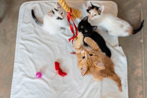 Kittens at the Brandon Humane Society play with toys donated to the shelter on Christmas Day. Volunteers at the shelter cooked around 65 special holiday meals for the animals. (Chelsea Kemp/The Brandon Sun)
