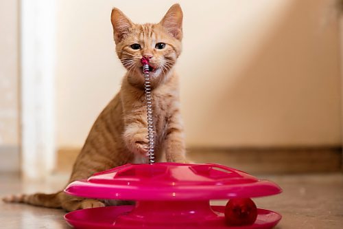 Kittens at the Brandon Humane Society play with toys donated to the shelter on Christmas Day. Volunteers at the shelter cooked around 65 special holiday meals for the animals. (Chelsea Kemp/The Brandon Sun)