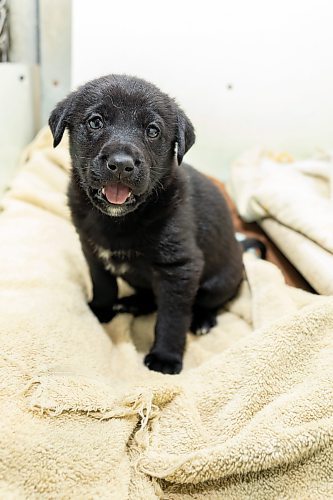 A five-week-old puppy sits in its kennel at the Brandon Humane Society Monday. (Chelsea Kemp/The Brandon Sun)
