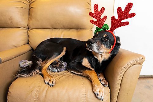 Tyson relaxes on the couch at the Brandon Humane Society Thursday, Dec. 16. (Chelsea Kemp/The Brandon Sun)