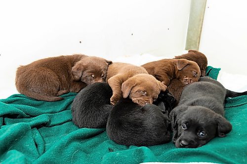 Five-week-old puppies form a doggie pile at the Brandon Humane Society Monday. (Chelsea Kemp/The Brandon Sun)