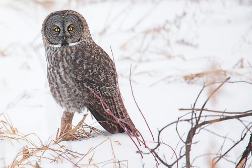 WHAT A HOOT: A Great Grey Owl rests in the Municipality of Clanwilliam-Erickson Friday. (Chelsea Kemp/The Brandon Sun)