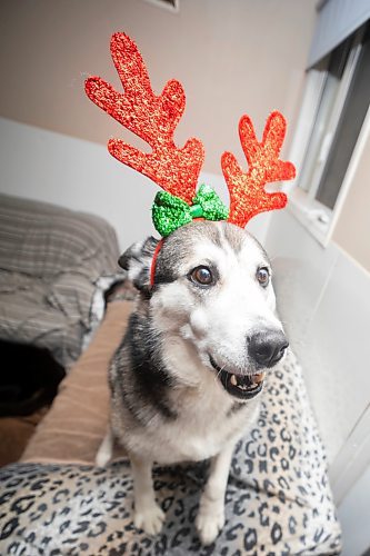 Tundra sports reindeer antlers at the Brandon Humane Society Monday. (Chelsea Kemp/The Brandon Sun)