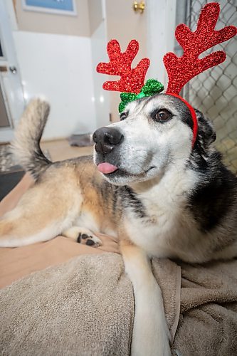 Tundra sports reindeer antlers at the Brandon Humane Society Monday. (Chelsea Kemp/The Brandon Sun)