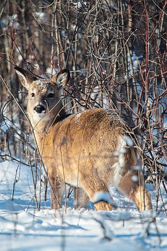OH DEER WHAT A YEAR: A deer stands in the snow in the Municipality of Riverdale on Tuesday, Dec. 28. (Chelsea Kemp/The Brandon Sun)