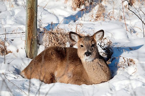 31122021
A white-tailed deer rests in the snow along a valley near Minnedosa on a freezing Friday.  
(Tim Smith/The Brandon Sun)